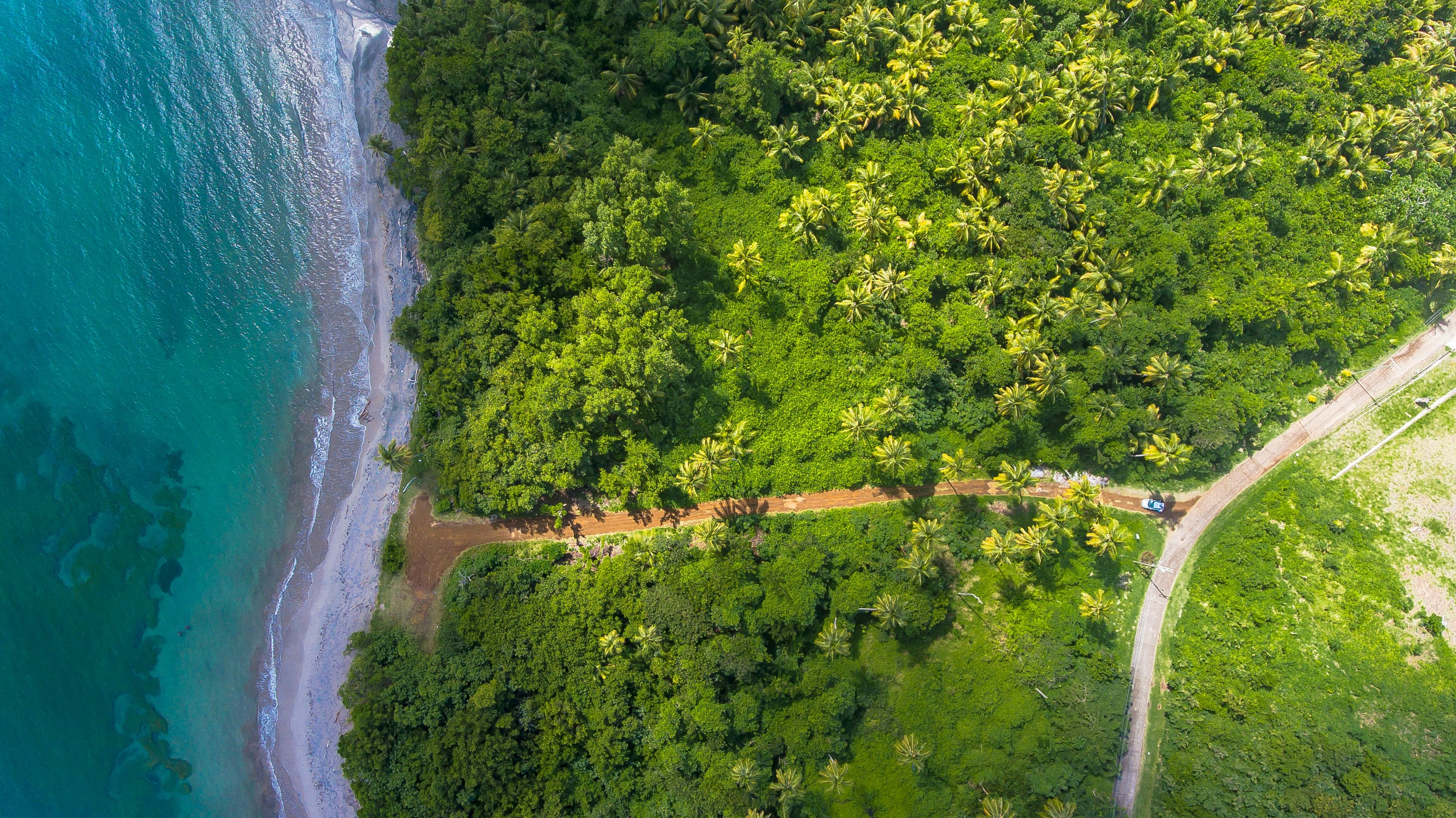 Aerial shot of a sea shore next to a coconut farm